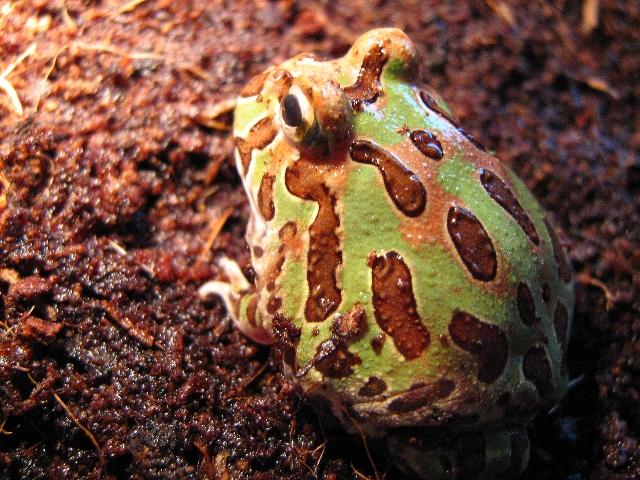 015 - Ceratophrys cranwelli.JPG